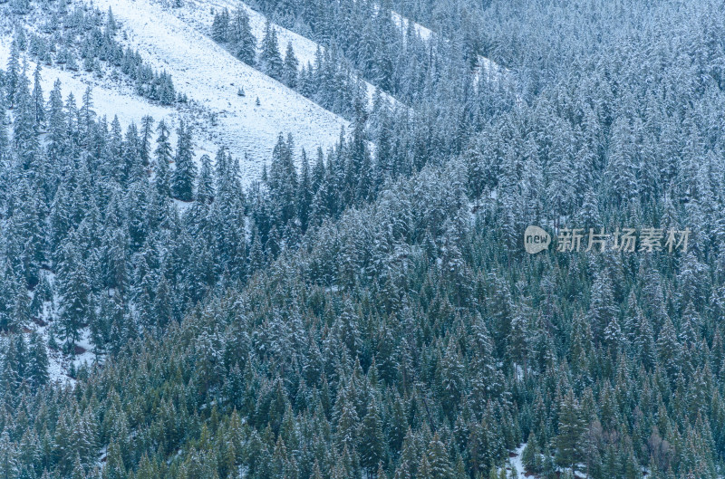 青海祁连卓尔山树林自然唯美雪景风光