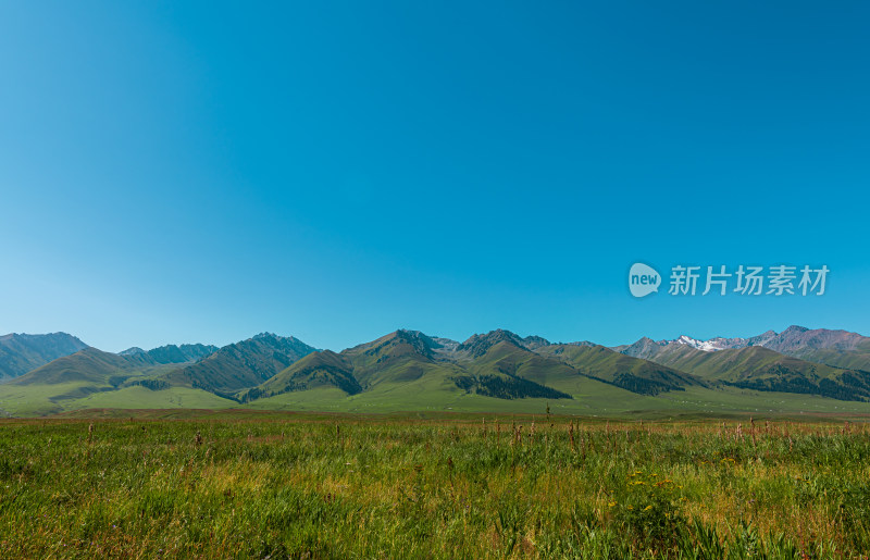 中国新疆天山腹地那拉提草原风光