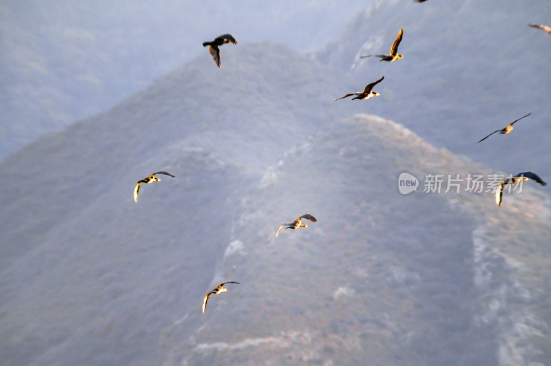 洛阳洛河边湿地里空中飞翔的鱼鹰（鸬鹚）