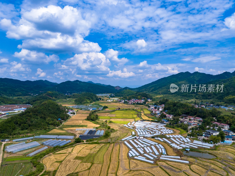 秋收美丽乡村农田航拍图