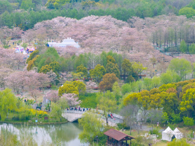 航拍上海宝山顾村公园樱花季樱花