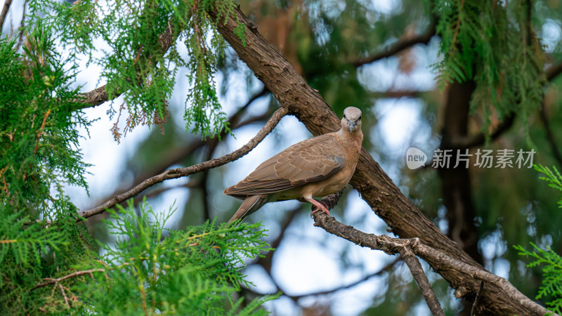 珠颈斑鸠（Streptopelia chinensis）