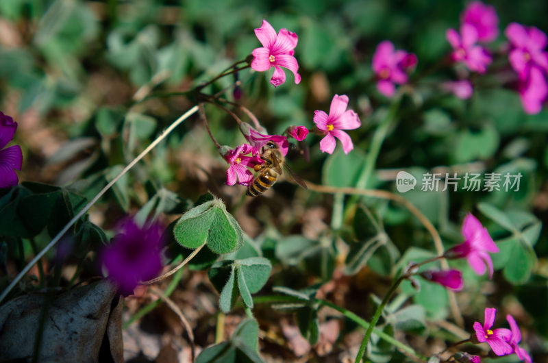 蜜蜂采蜜粉色小花特写