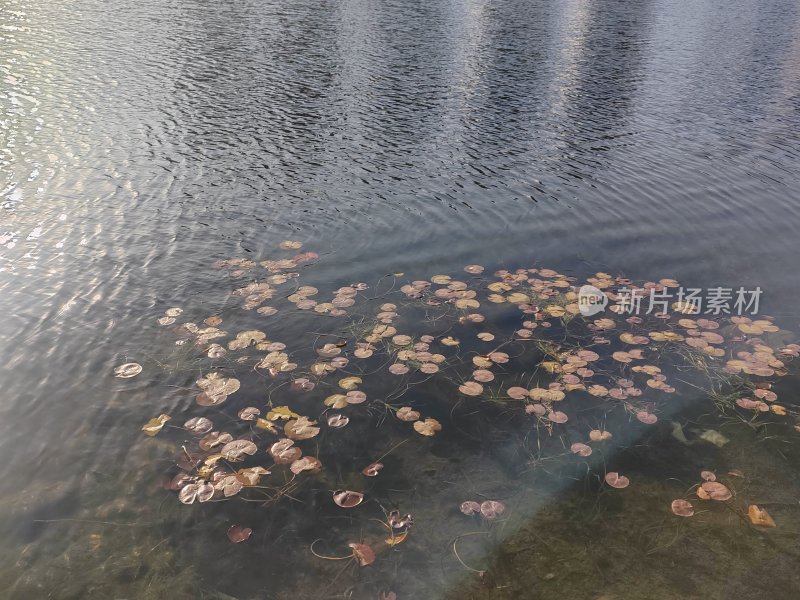 水面漂浮着众多的睡莲叶片