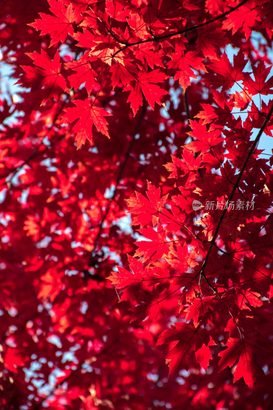 秋天红叶霜降枫树枫叶林自然风景天空树林