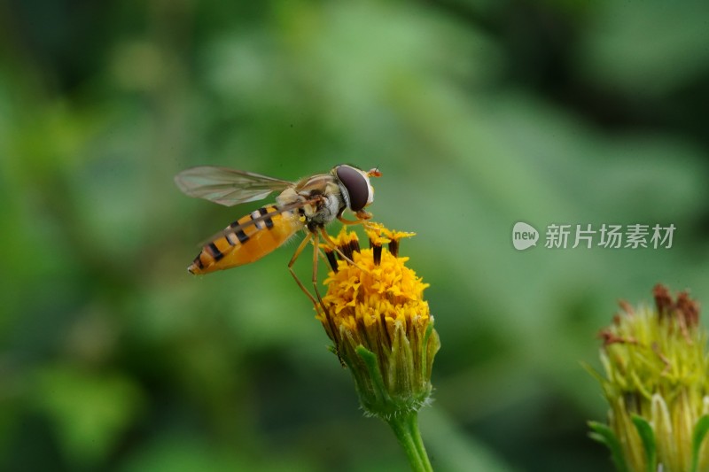 草丛中以花蜜为食的昆虫