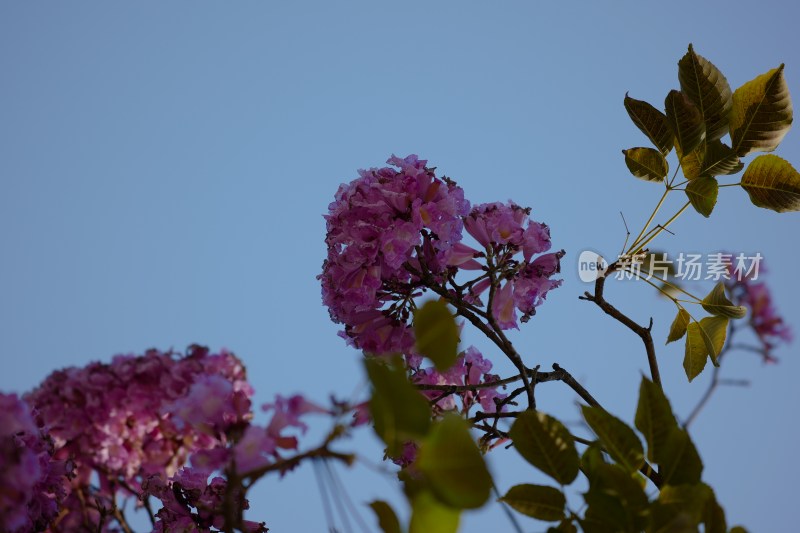 厦门春日限定美景，望海宾馆内的紫花风铃木