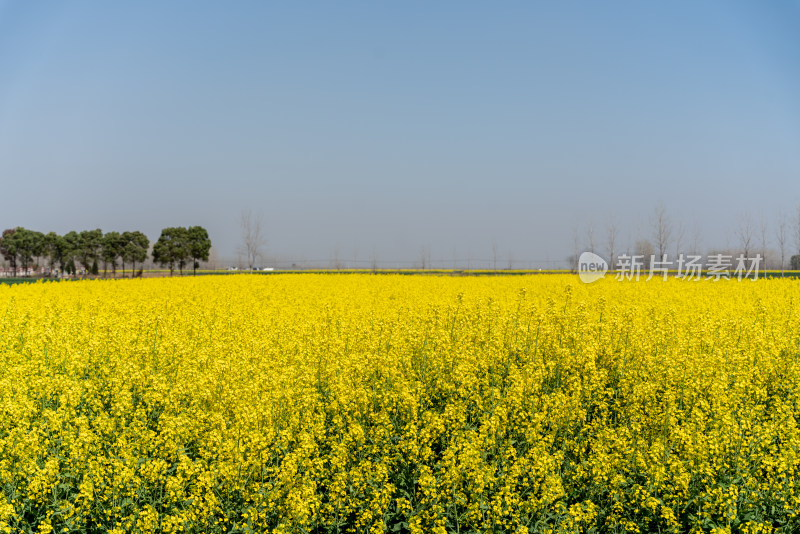 武汉第十届知音故里消泗油菜花花海