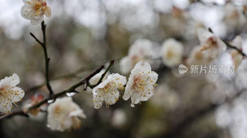 带水珠的白梅花枝特写