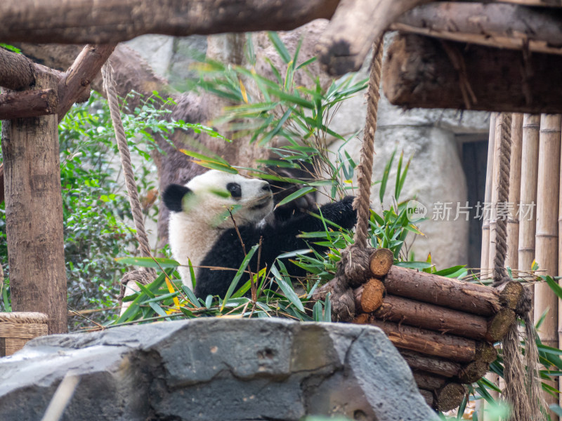 大熊猫吃竹子