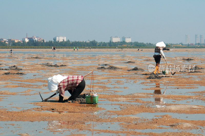 北海赶海的渔民