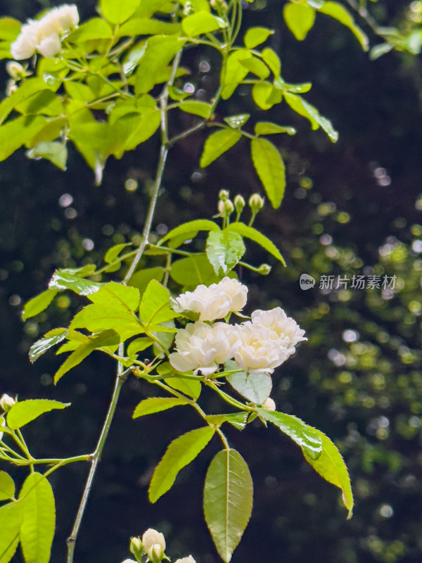 白色开花植物叶片特写