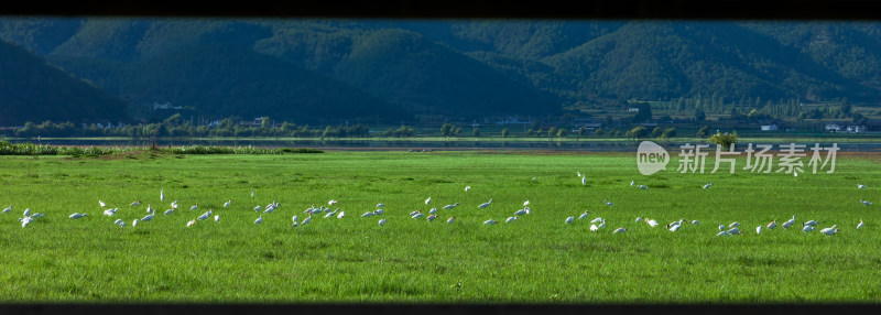 丽江拉市海湿地公园夏末风光茶马古道风景