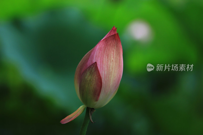 含苞待放的荷花花骨朵