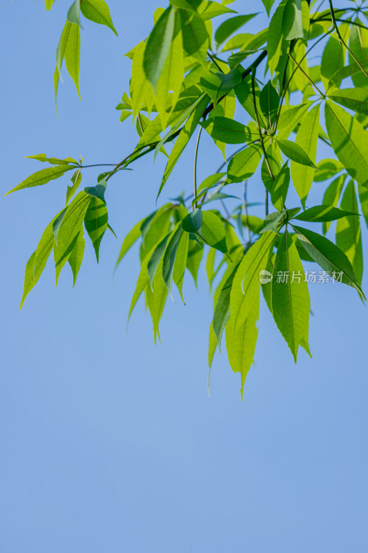 夏日阳光下的叶子