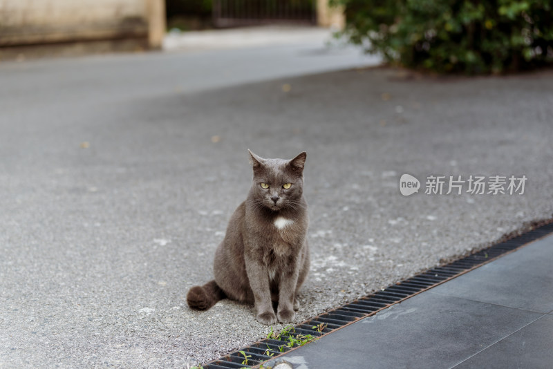 一只英国短毛猫（蓝猫）