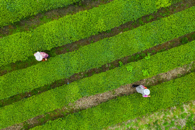 茶园茶山