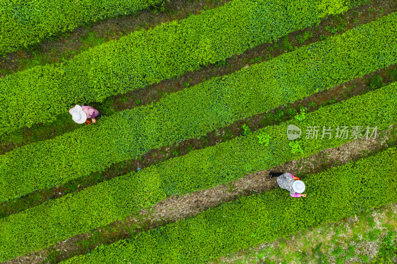 茶园茶山