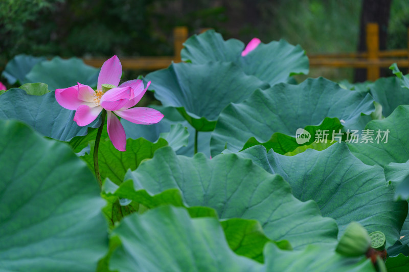 夏季荷塘荷花莲蓬荷叶特写