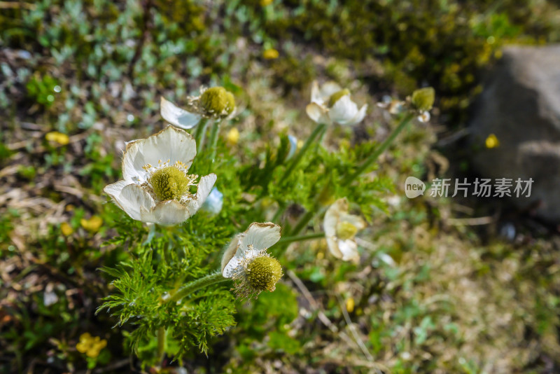 加拿大班夫阳光山谷