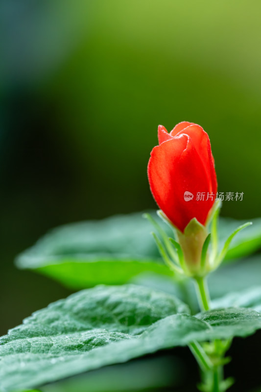 上海辰山植物园悬铃花微距特写