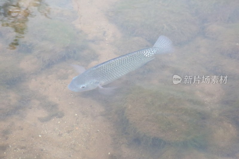 普洱市茶马古镇风景照片