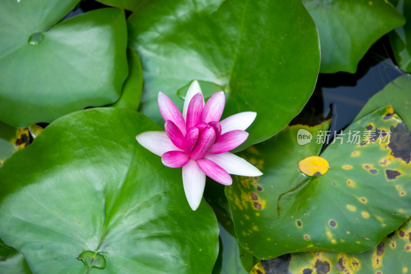 水莲花特写荷叶