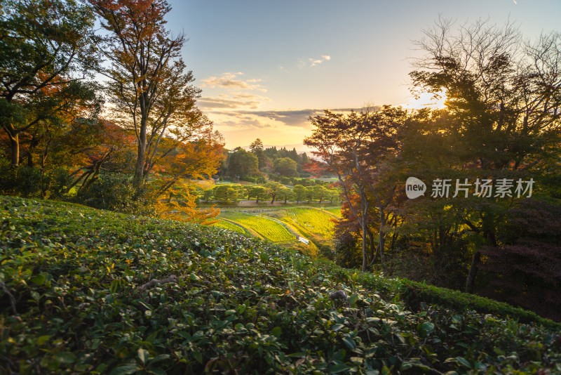 茶叶种植园