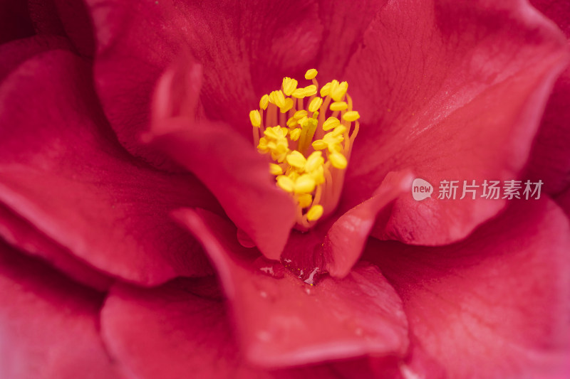 春天山茶花微距露水粉色花瓣花蕊