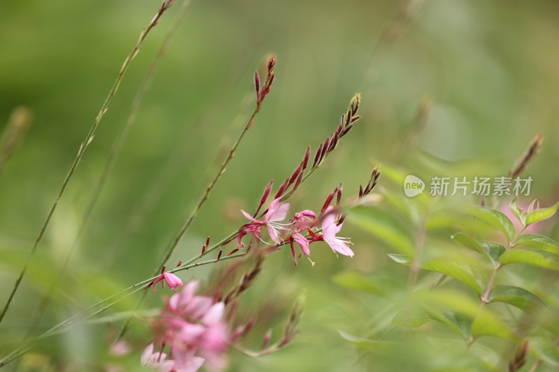 千鸟花系列