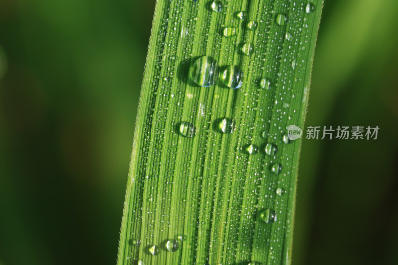 绿叶上的雨滴 露珠