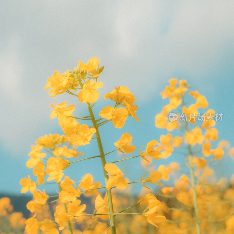 江西婺源油菜花