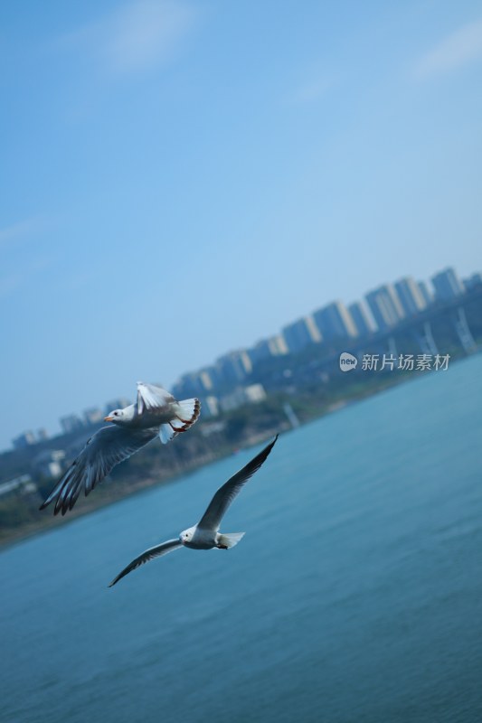 飞翔的海鸥场景