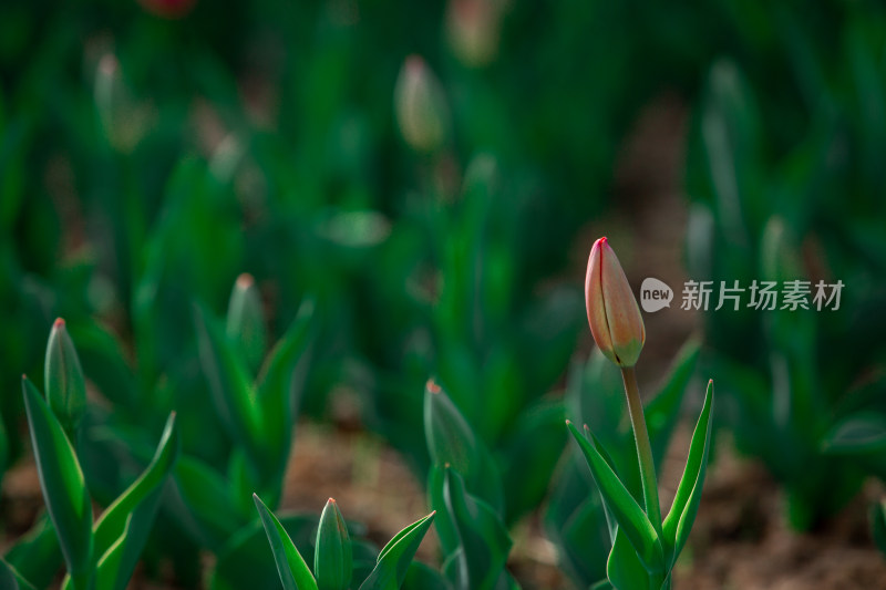 春天的花朵