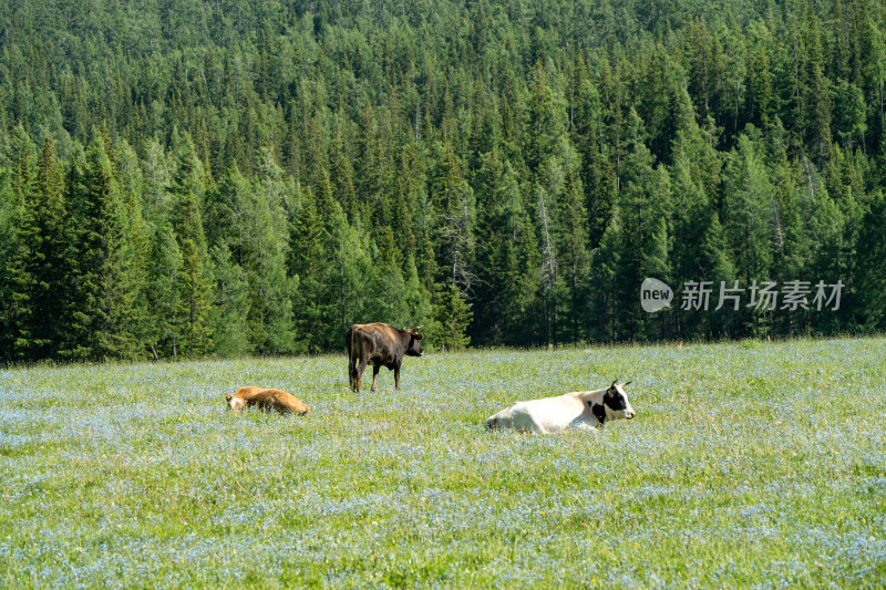 阿勒泰林间草地中的牛群