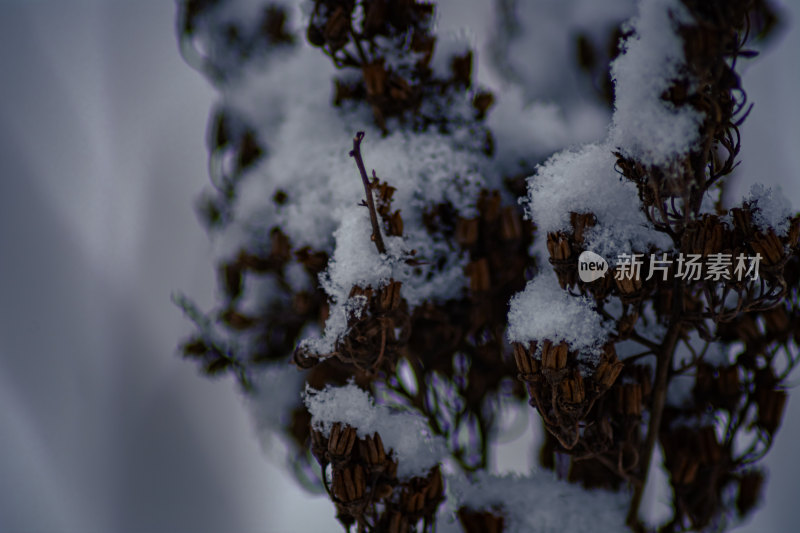 下雪的公园特写景观