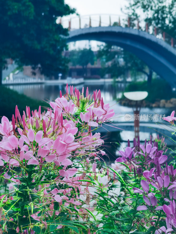 佛山市千灯湖公园醉蝶花花海