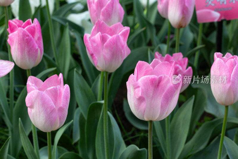 杭州太子湾多彩郁金香花海景观