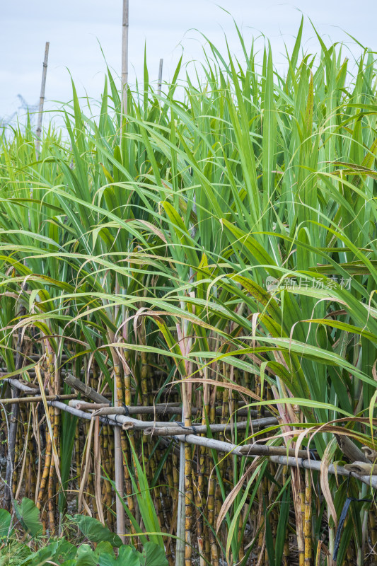 果园里种植着大量的甘蔗，生长旺盛