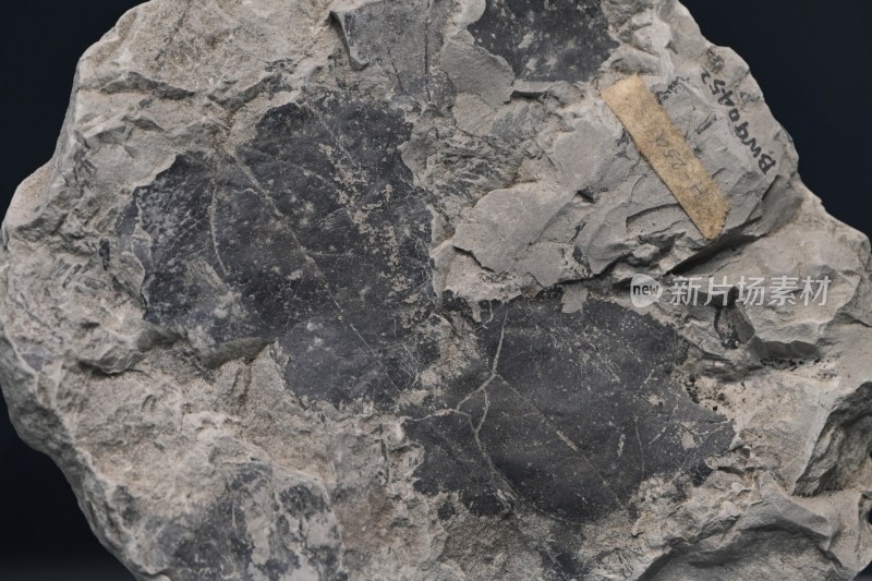带标签的岩石样本特写