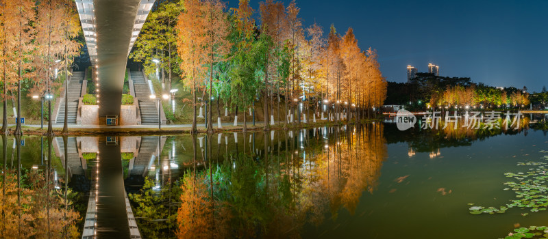 佛山千灯湖南海活水公园落羽杉夜景全景长图