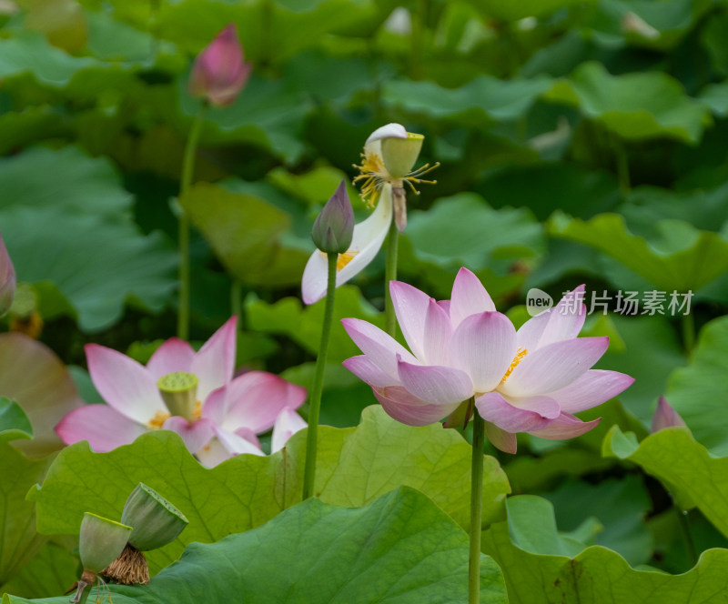 粉色荷花特写镜头