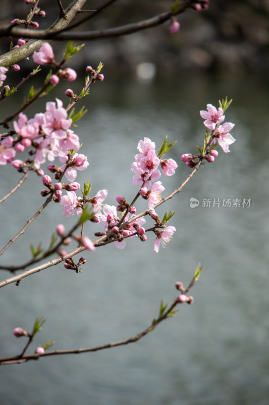 春天湖边湖面上绽放的粉红色桃花