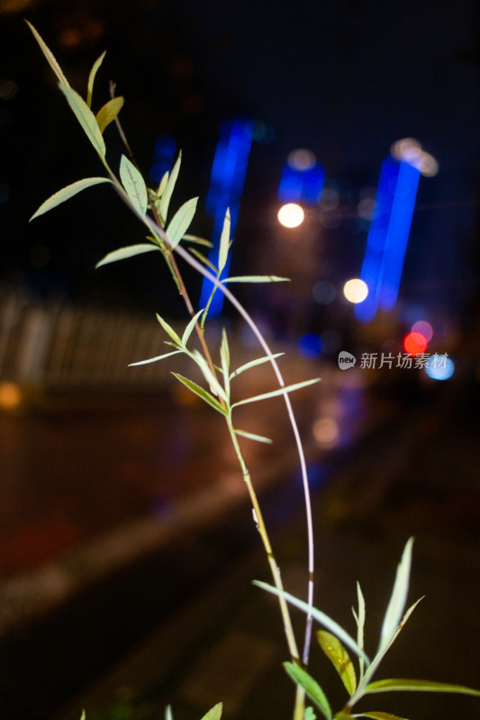 夜晚户外枝条特写的自然景象