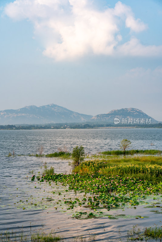 夏天的邹城孟子湖湿地湖泊自然景观