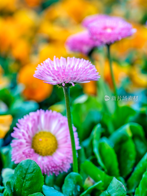 春天的雏菊花特写