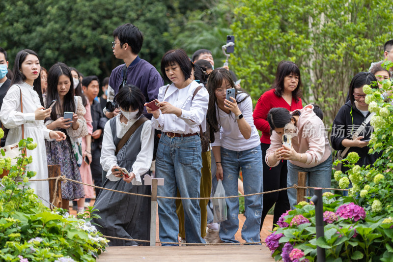 深圳仙湖植物园花展