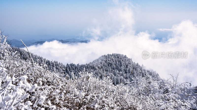 冬季成都西岭雪山的植被植物