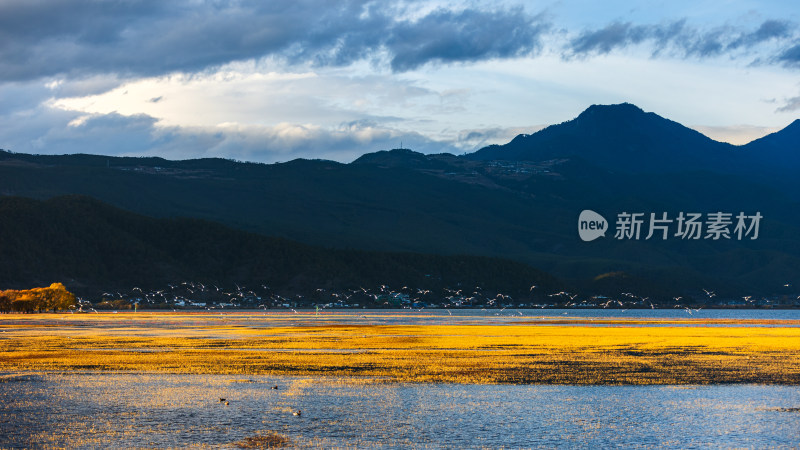 丽江拉市海冬季候鸟湿地公园风光