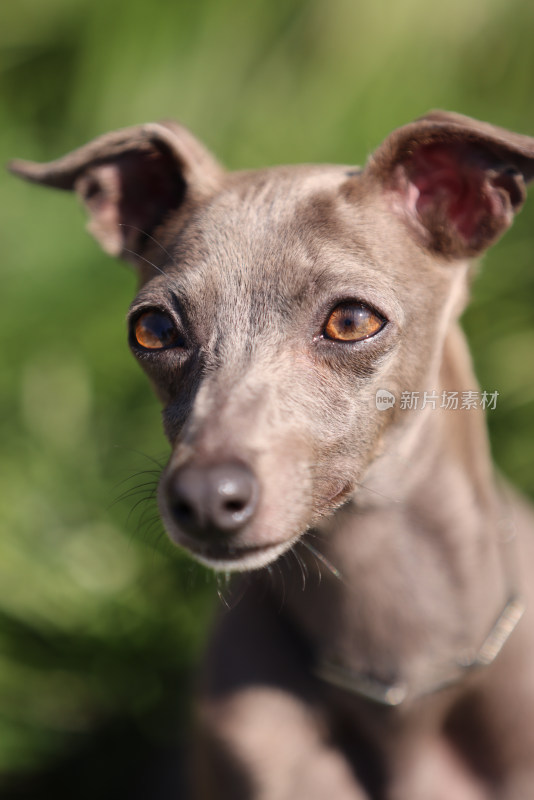 意大利小灵缇犬头部特写